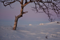 Ptarmigans