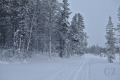 Snowmobile tracks