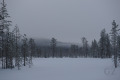 Fog
