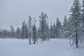 Snowmobile tracks