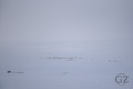 Reindeer