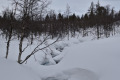 Rautuoja