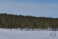 Reindeer