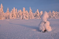 Snow crystals