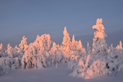Lights of January