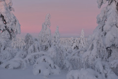Lights of January