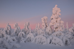 Lights of January