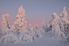 Lights of January