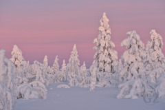 Lights of January