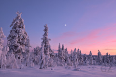 Lights of January
