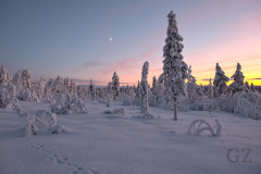Lights of January