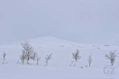 Ropi