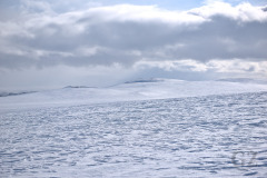Ropi