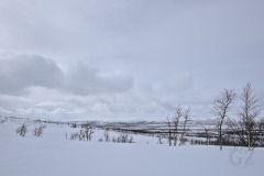 Skiing