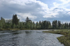 Lehmänpaskanivat