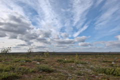 Tundra Tundra