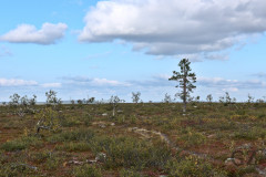 Trail Trail
