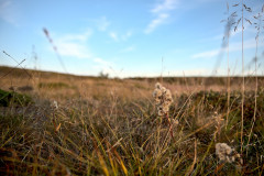 Vegetation