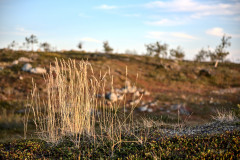 Vegetation
