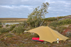 Tarp