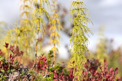 Vegetation