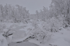 Frozen Brook
