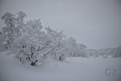 Tarvantovaara Wilderness Area