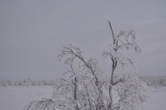 Birch