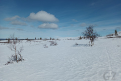 Rautujärvi