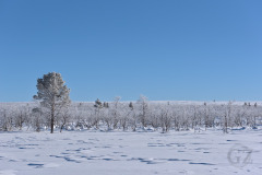 Pulju Winderness Area