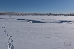 Pulju Winderness Area