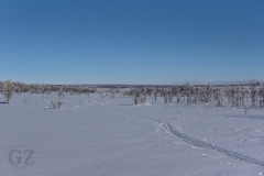 Aasikainen