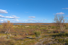 Rossinjärvi