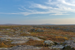 Tundra