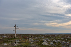 Tundra Pine