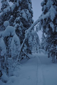 Skiing in the Forest
