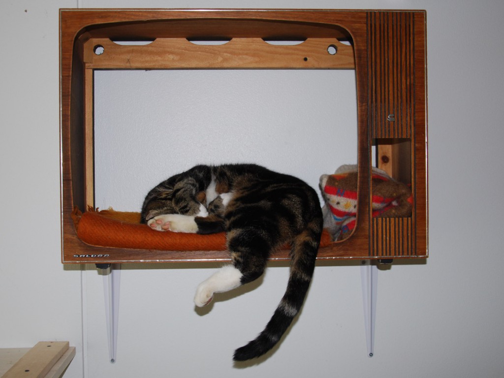 cat sleeping in old tv box