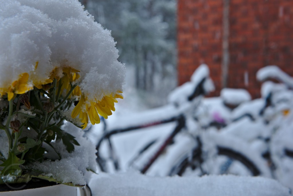 snow covered flowers and bicycles