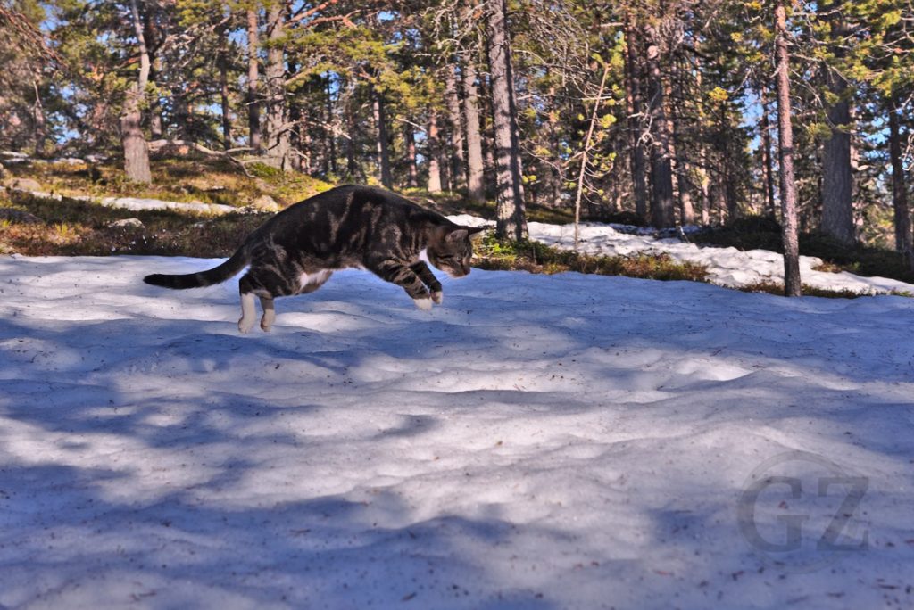 cat jumping over snow
