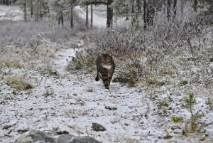 cat walking on slightly snow covered trail