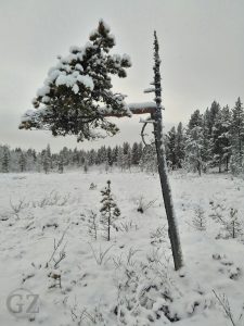 lonesome, snowcovered tree