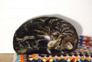sleeping cat