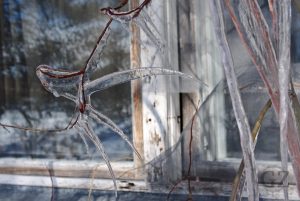 Icicles forming on branches