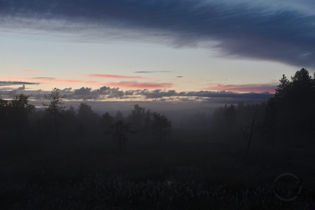 foggy forest with nightly sky