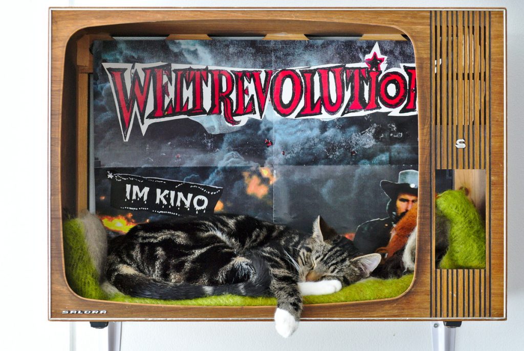 cat in old tv set