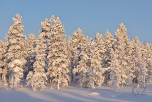 snow covered trees in sunlight
