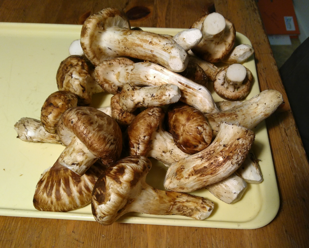 Picture of the Day Matsutake Gerald Zojer's Blog