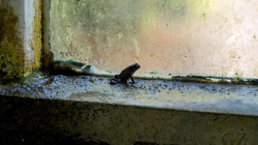 forg sitting at window inside a building