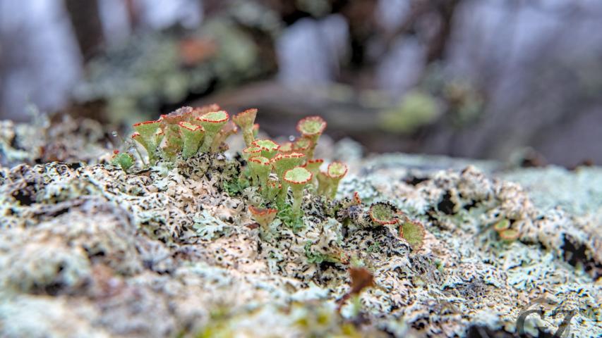 lichen growing on top of rock